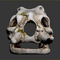 Ancient Animal Skull Fossil With Long Tusks And Weathered Mossy Surface