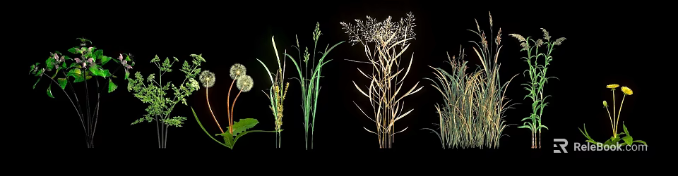 Various Natural Herbs Including Dandelion Tall Grass and White Seed Plants on Black Background 3d model 