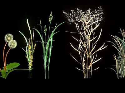 Various Natural Herbs Including Dandelion Tall Grass and White Seed Plants on Black Background 3d model
