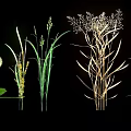 Various Natural Herbs Including Dandelion Tall Grass and White Seed Plants on Black Background