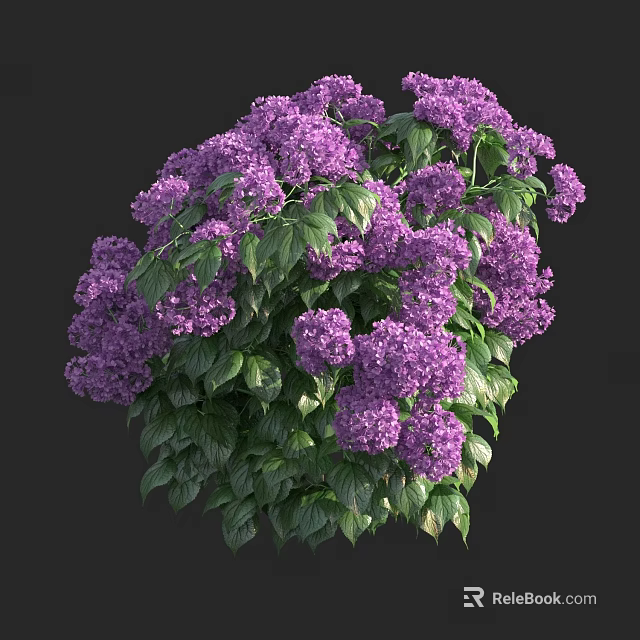Purple Hydrangea Shrub With Blooming Flowers And Lush Green Leaves 3d model 
