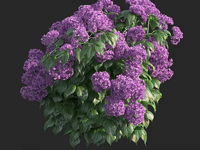 Purple Hydrangea Shrub With Blooming Flowers And Lush Green Leaves 3d model