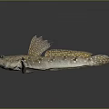 Fish Freshwater Fish Sea Fish Animal Game Animal Cartoon Animal Realistic Animal 3d model
