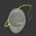Green Leaf Shaped Euglena With Yellow Flagellum And Transparent Texture On Black Background With Reflection