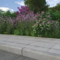 Garden Landscape Design With Purple Flowers Tall Grasses Green Shrubs And Stone Pavement