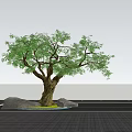 Large Arbor With Thick Trunk Lush Green Leaves Stones On Paved Ground Under Sunset Sky