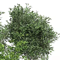 Lush Green Bonsai Plants with Slender Trunks in White Pots with Blue Patterns
