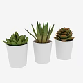 Decorative Succulent Plant Set With Various White Pots And Green Foliage
