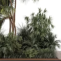 Lush Tropical Plant Collection With Palm Trees Bamboo And Green Foliage