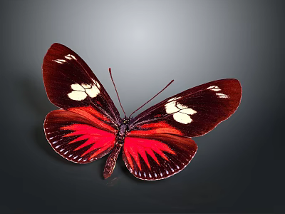 Vibrant Red and Black Butterfly Wings With White Spots and Intricate Patterns 3d model