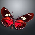 Vibrant Red and Black Butterfly Wings With White Spots and Intricate Patterns