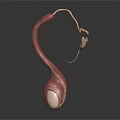 Anatomical 3D Rendering of Male Reproductive Organs Testes and Epididymis