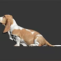 Brown And White Basset Hound With Long Ears Sitting On Dark Background With Reflection