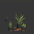Indoor Plants With Green Yellow Striped Leaves In Hanging And Standing Pots On Dark Background