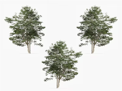 Three Green Leafy Arbor Trees with Full Foliage Isolated on White Background 3d model