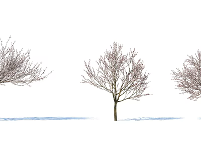 Three Leafless Deciduous Trees Against White Background With Blue Ground Shadows 3d model