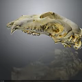 Detailed Animal Skull Bone Structure With Sharp Teeth And Anatomical Features 3d model