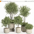 Bonsai Plants Olive Bonsai Trees in Cylindrical Neutral Colored Pots of Various Sizes