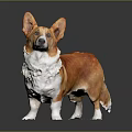 Orange and white Corgi standing on gray background with shiny floor reflection 3d model