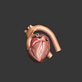 Detailed Human Heart Organ 3D Model with Anatomical Structure and Blue Vessels