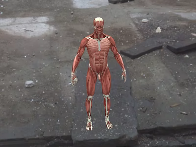 Human Male Muscular Anatomy Model Standing On Rough Cracked Ground With Detailed Muscle Structure 3d model