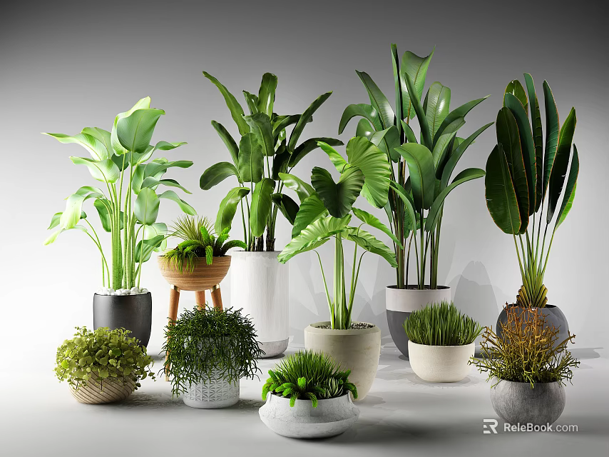 Diverse Potted Houseplants Featuring Various Green Leaf Species and Stylish Planters 3d model 