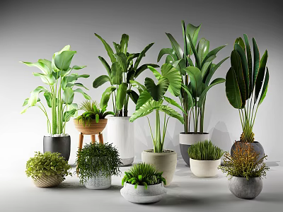 Diverse Potted Houseplants Featuring Various Green Leaf Species and Stylish Planters 3d model