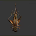Detailed Brown Cricket With Long Antennae And Legs On Dark Background