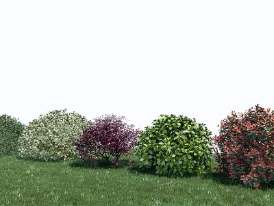Modern Shrubs Shrub Ball Epoplar Haitong Red Bright Wood 3d model
