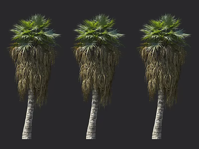 Three Tall Palm Trees With Lush Green Fronds And Drooping Dry Leaves 3d model