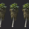 Three Tall Palm Trees With Lush Green Fronds And Drooping Dry Leaves