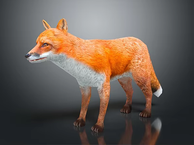 Lifelike Standing Fox with Perked Ears Orange and White Fur on Gray Reflective Surface 3d model