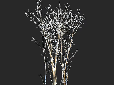 Shrub With Slender Branches Covered In White Frost On Black Background 3d model