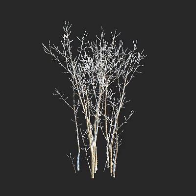 Shrub With Slender Branches Covered In White Frost On Black Background 3d model