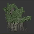 Lush Banyan Tree With Thick Trunk Long Aerial Roots And Vibrant Green Leaves
