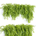 Various Types Of Lush Green Leaf Vines With Hanging And Decorative Natural Forms