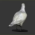 White Pigeon Flying Bird Standing On Black Base With Gray Background