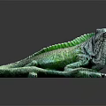 Green Iguana With Spiny Back Scaled Body And Long Tail Resting On Dark Surface