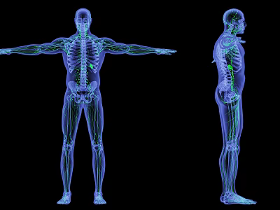 Modern X-ray Human Lymphatic System Light Human Lymphatic System 3d model