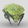 Close Up Of Green Beetle With Yellowish Green Body Black Spots And Rounded Exoskeleton