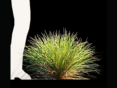Lush Green Grass Plant With White Decorative Base And Vibrant Foliage 3d model