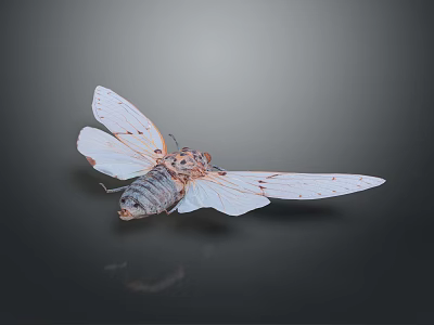 Flying Insect Cicada With White Wings Red Spots And Body Details On Dark Background Reflection 3d model