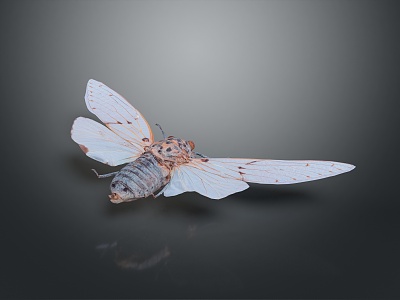 Moth Butterfly Colored Butterfly Tiger Butterfly Leaf Butterfly Flying Animals Flying Insects 3d model