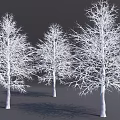 Three Leafless Trees With White Trunks and Intricate Branches Against Dark Background