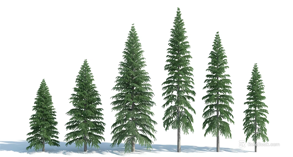 Evergreen Tall Green Pine Trees With Various Heights In Natural Setting 3d model 