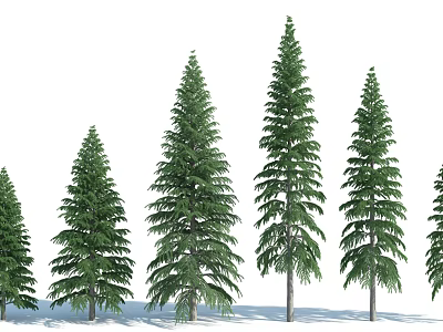 Evergreen Tall Green Pine Trees With Various Heights In Natural Setting 3d model
