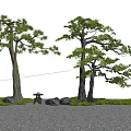 Two Tall Trees In Garden With Green Grass Stones And Stone Lantern On Gravel Ground