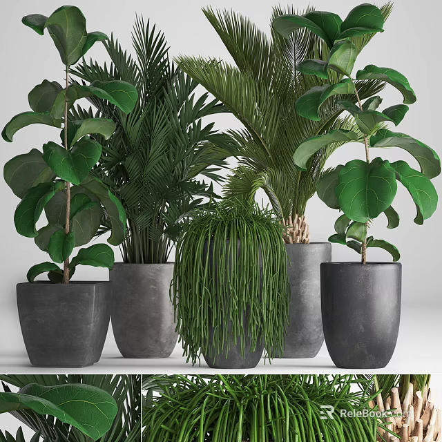 Lush Bonsai Potted Plants With Various Green Leaves In Gray Concrete Pots 3d model 