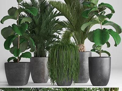 Lush Bonsai Potted Plants With Various Green Leaves In Gray Concrete Pots 3d model
