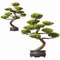 Elegant Bonsai Plant With Curved Trunk And Lush Green Foliage In Ceramic Pot